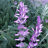 アメジストセージ