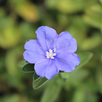 アメリカンブルー