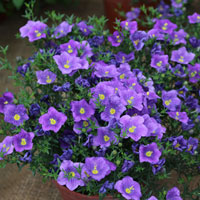 ニーレンベルギア