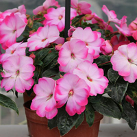 ニューギニアインパチェンス