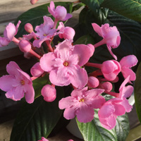 アッサムニオイザクラ