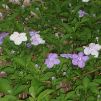 ニオイバンマツリ