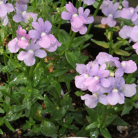 ネメシア(宿根草)