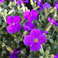 オーブリエチア