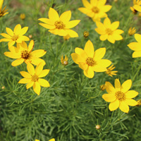 糸葉春車菊 イトバハルシャギク