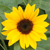 ひまわり,ヒマワリ,向日葵