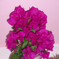 ブーゲンビレア