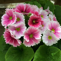 プリムラ・オブコニカ