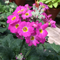 プリムラ・マラコイデス