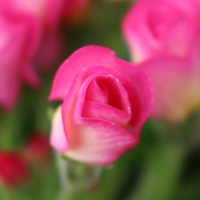 プリムラ・ジュリアン