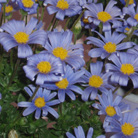 ブルーデージー