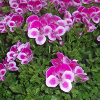 ペラルゴニウム