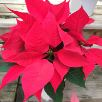 ポインセチア