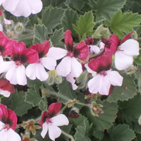 パンジーゼラニウム