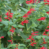 パイナップルセージ