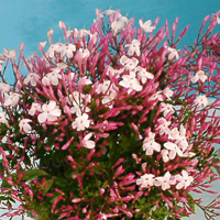 ハゴロモジャスミン