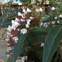 ハーデンベルギア