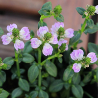 ピンクネックレス