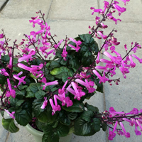 プレクトランサス