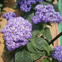 ヘリオトロープ