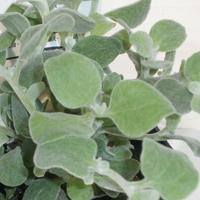 ヘリクリサム・ペティオラータ