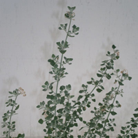 ホワイトソルトブッシュ