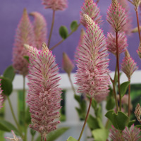 プチロータス・ジョーイ