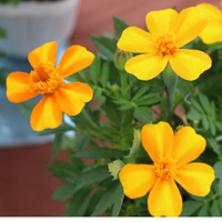 マリーゴールド