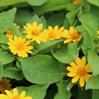 メランポジウム