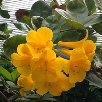 マレーシア・シャクナゲ