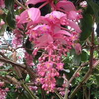 メディニアマグニフィカ