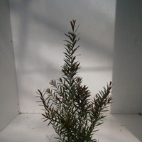 メラレウカ・マウンテンファイヤー