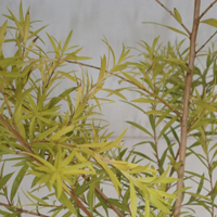 メラレウカ・レボリューションゴールド