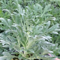 モクビャッコウ