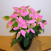 ユーフォルビア・ドルチェローザ