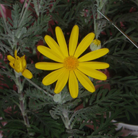 ユリオプスデージー