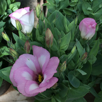 ユーストマ(トルコギキョウ)