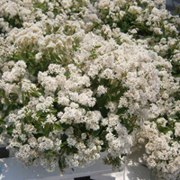 ユーフォルビア・ダイヤモンドフロスト