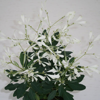 ユーフォルビア・白雪姫