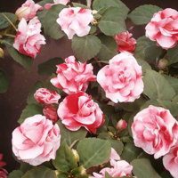 八重インパチェンス