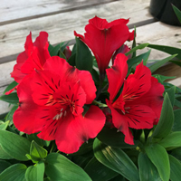 アルストロメリア