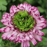 ラナンキュラス