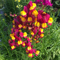 リナリア(姫キンギョソウ)