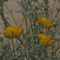 ロータス・クレティス