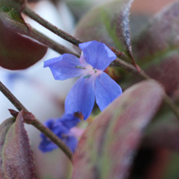 ルリマツリモドキ