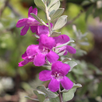 レウコフィルム