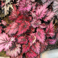 レックスベゴニア