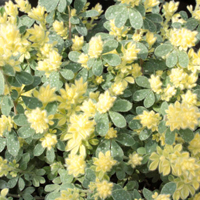 ロータスプリムストーン