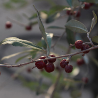 ロシアンオリーブ