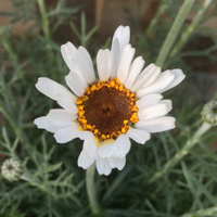 ローダンセマム